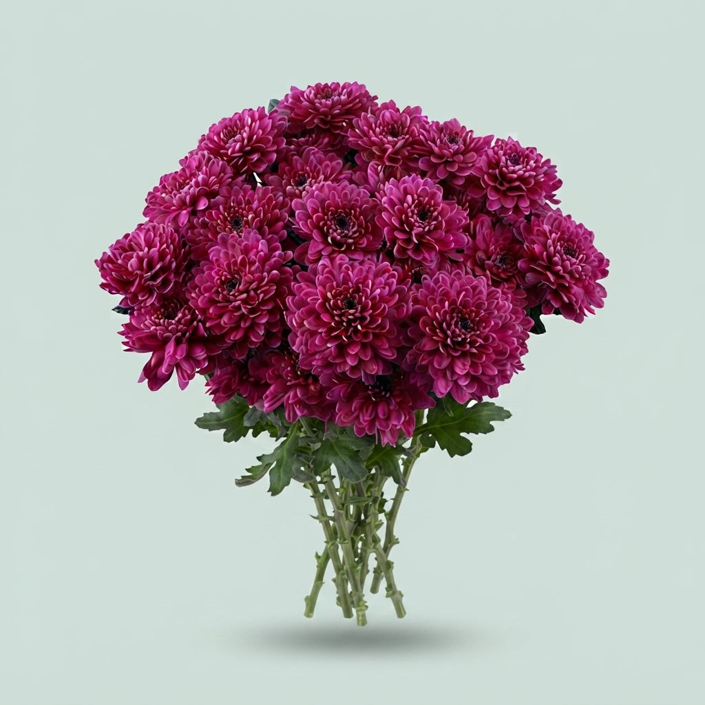 Spray Chrysanthemum - Chrysanthemum - Fabienne Purple