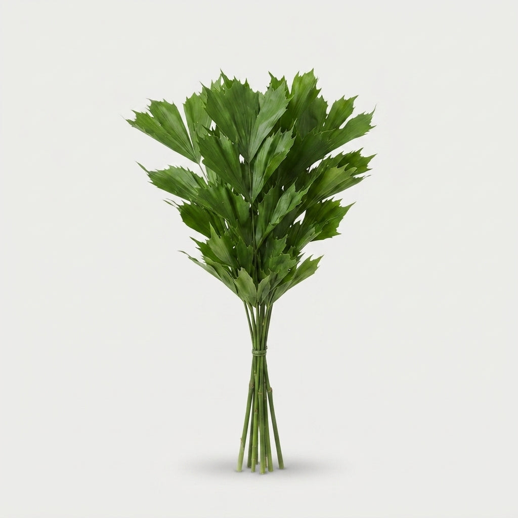 Butterfly Palm - Caryota mitis - Plastic