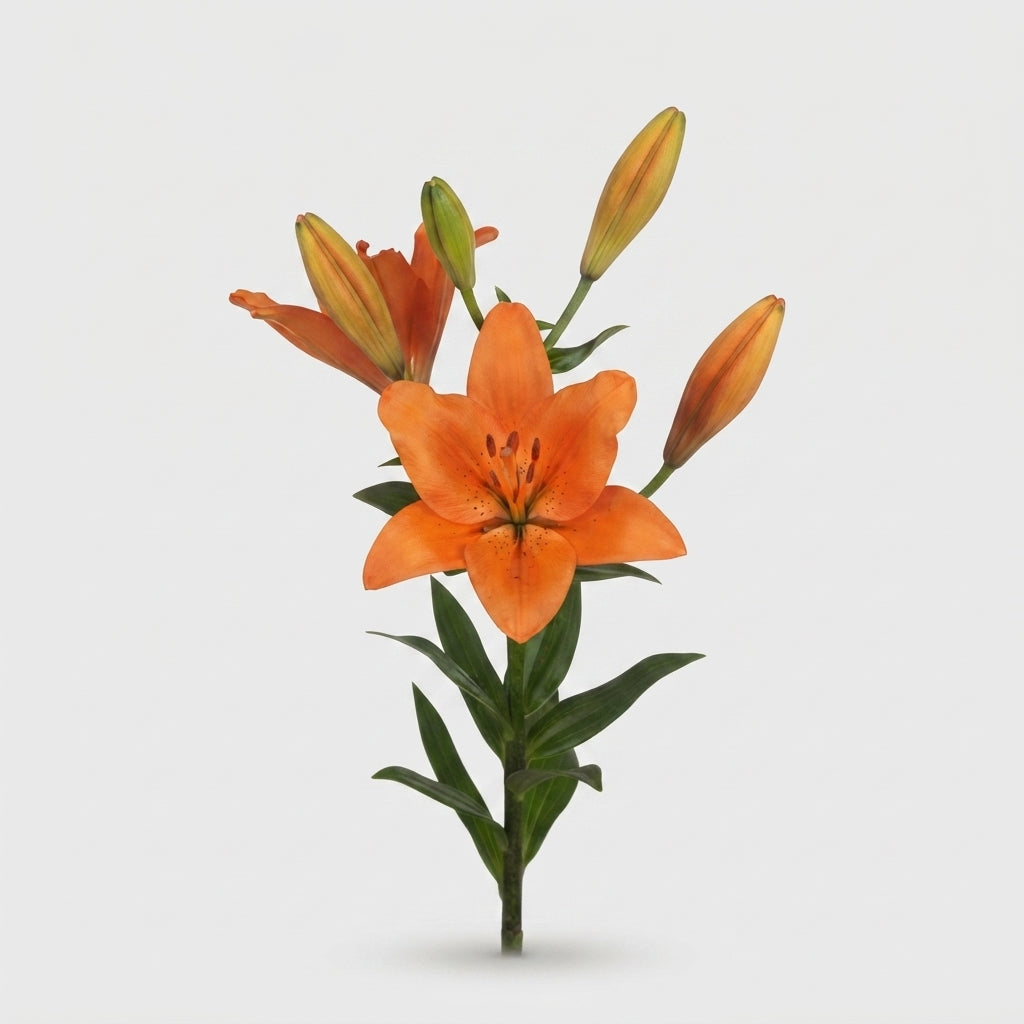 Lily - Lilium - Sunderland