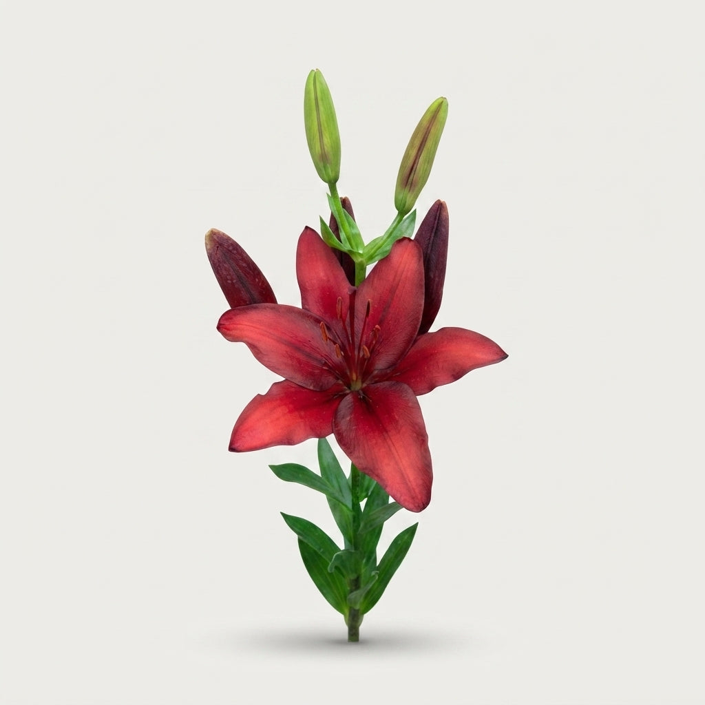 Lily - Lilium - Ducati