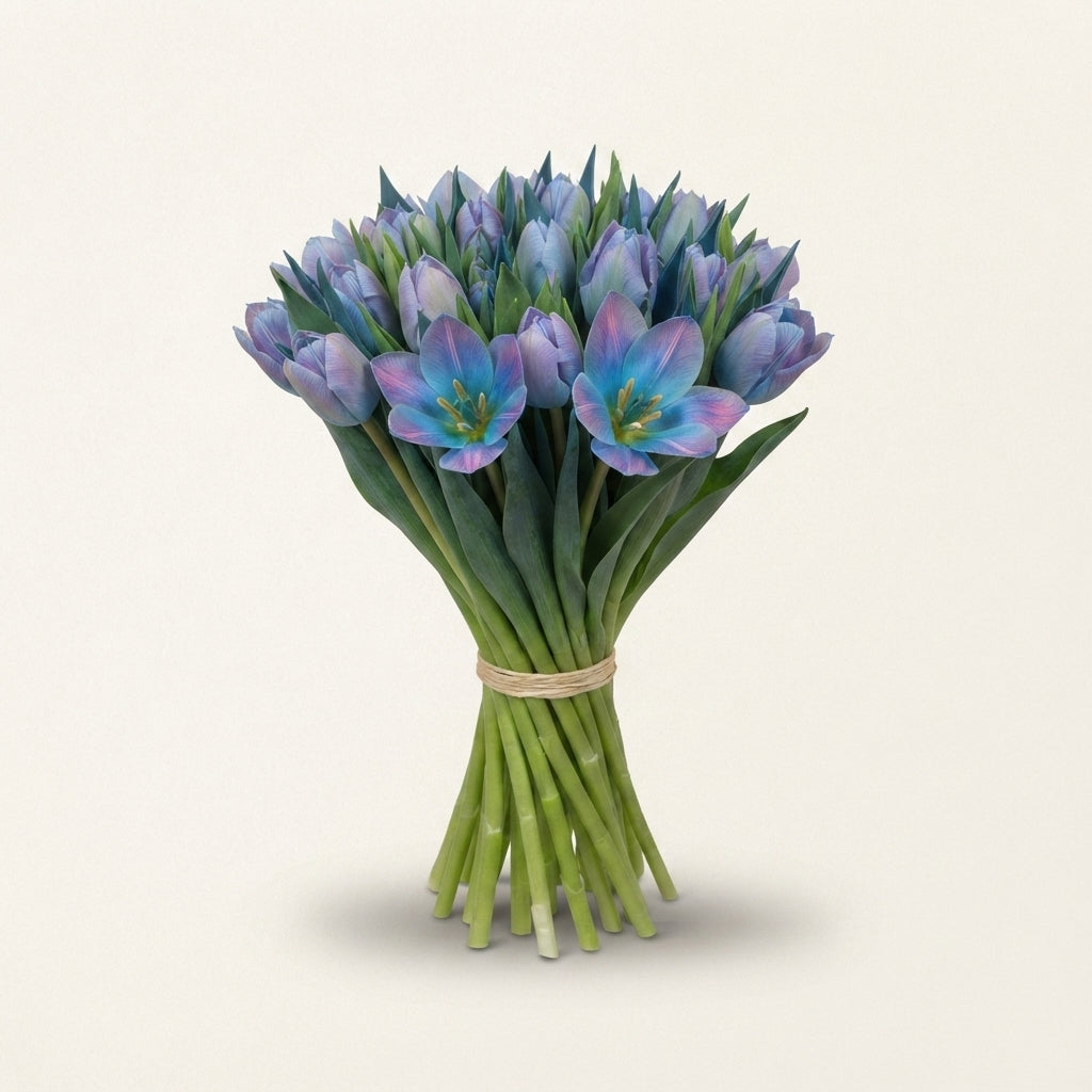 Blue Tulip ‘Bubblegum’ Tulipa – 50 Stems