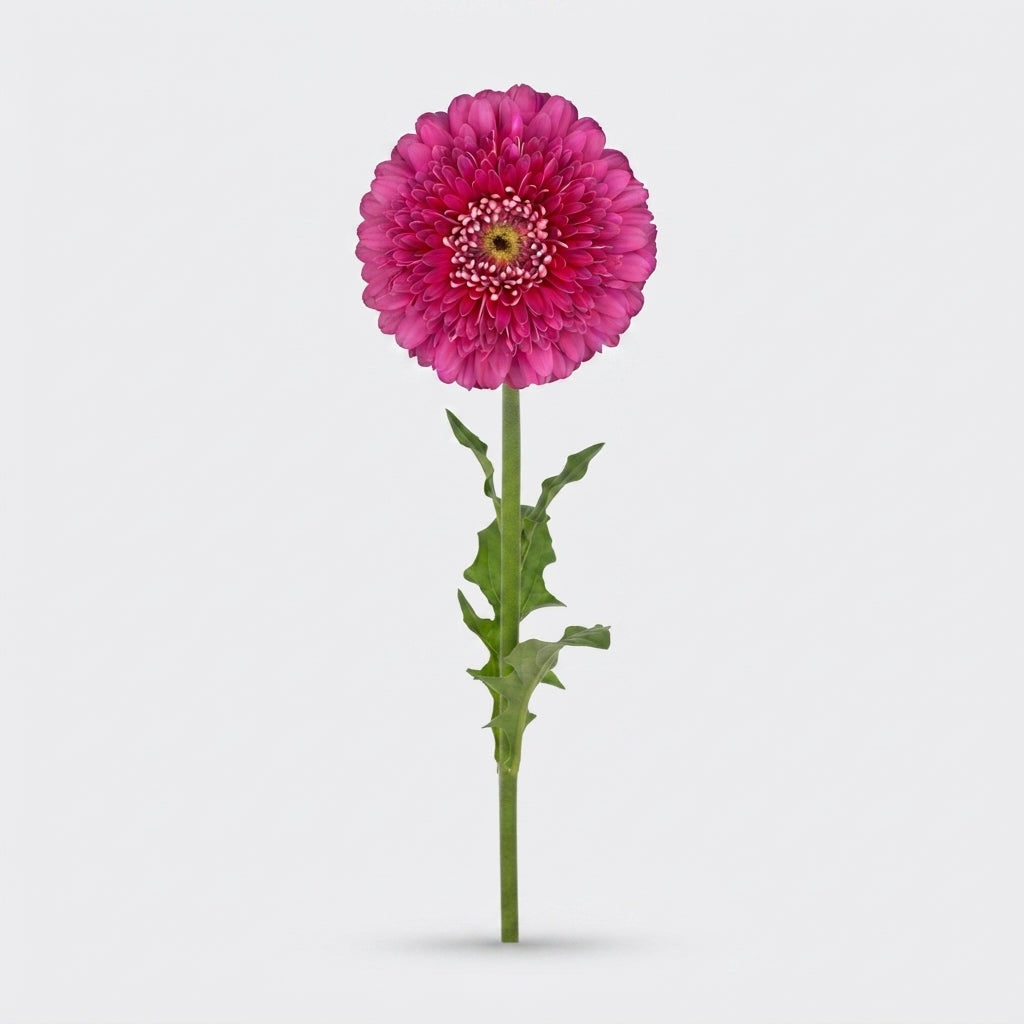 Gerbera Large Magic Ball