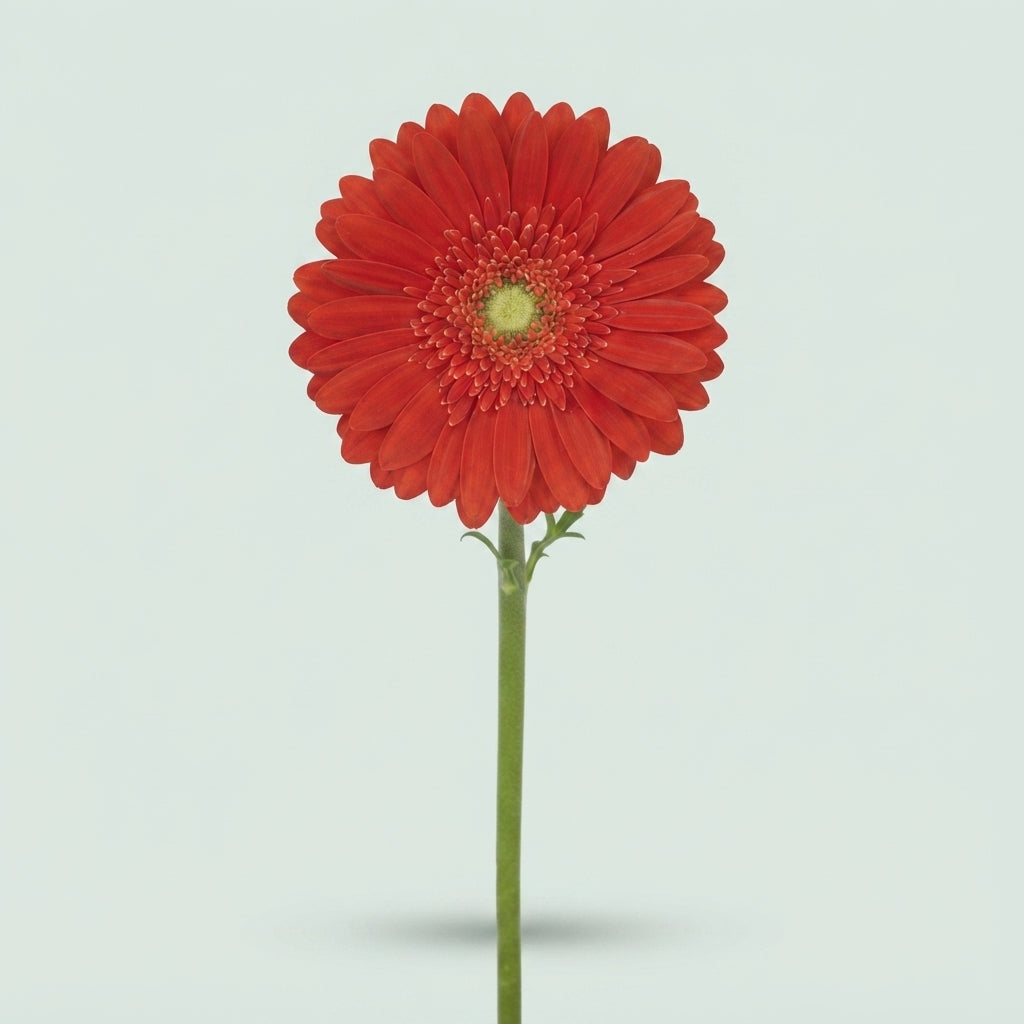 Gerbera Large Red Explosion
