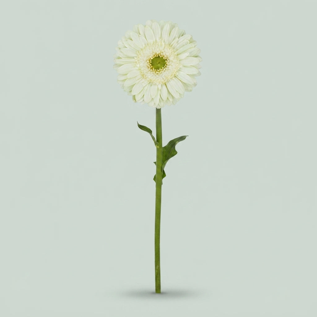 Gerbera Large Mint