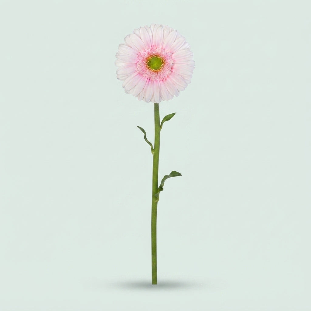 Gerbera Large Michelle