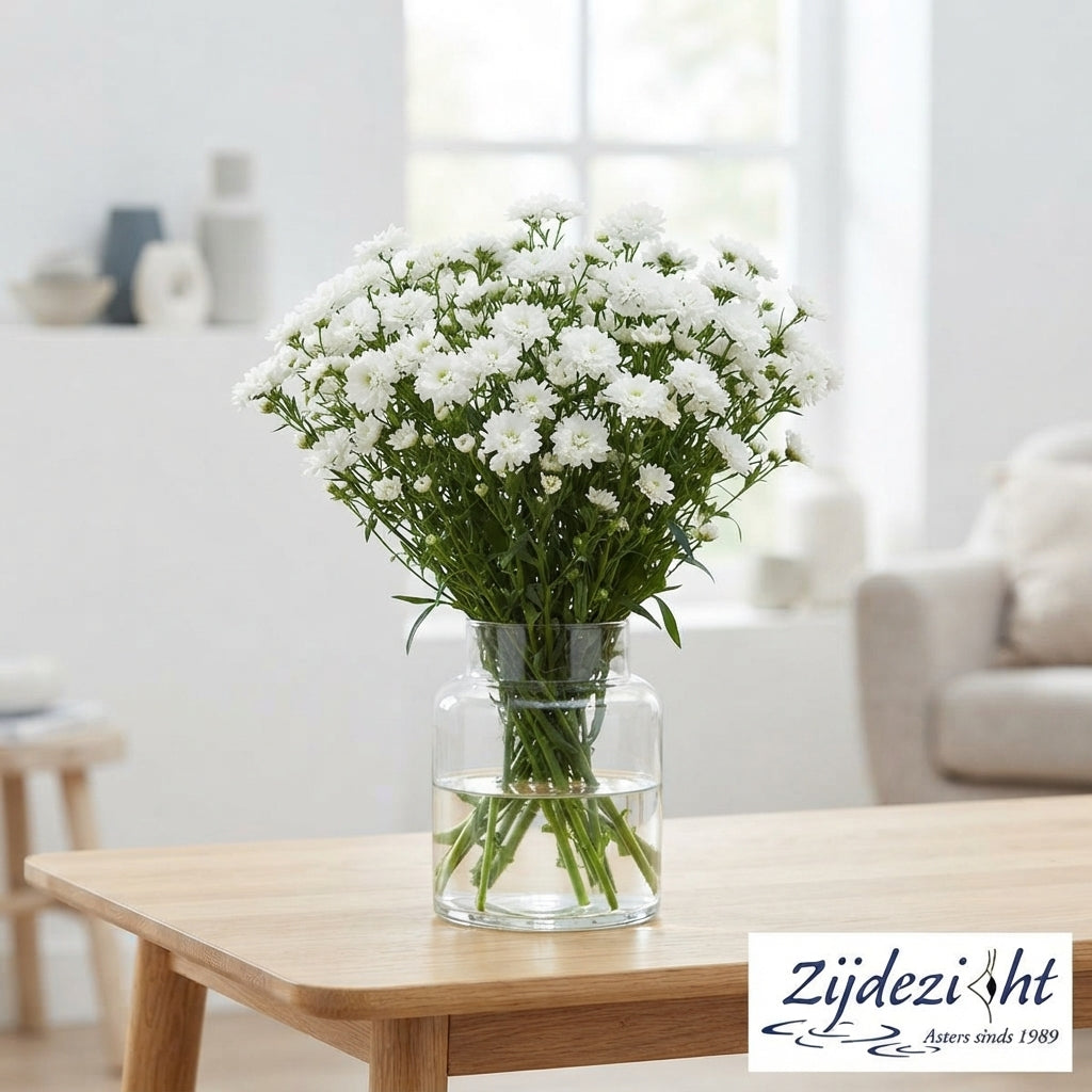 White Aster ‘Cassy’ Cut Flowers – 80cm Stems