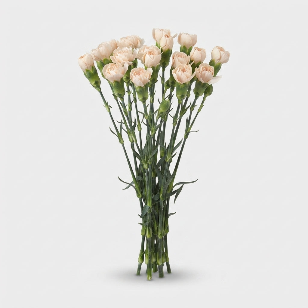 Spray Carnation - Dianthus - Hamada