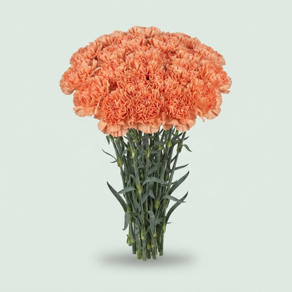 Standard Carnation - Dianthus - Hermes Orange