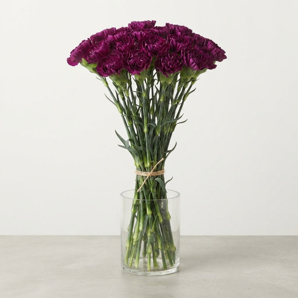 Standard Carnation - Dianthus - Golem