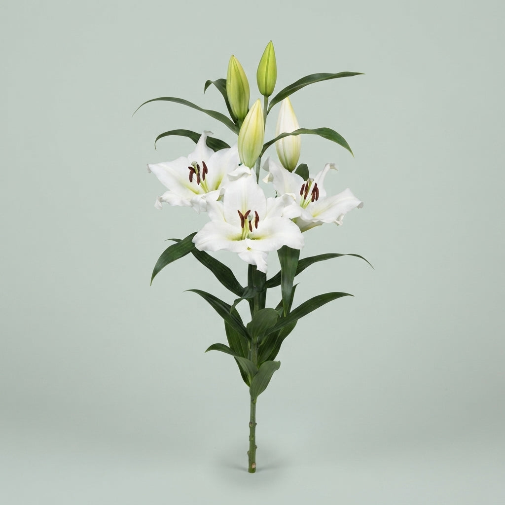 Lily - Lilium - Sempione