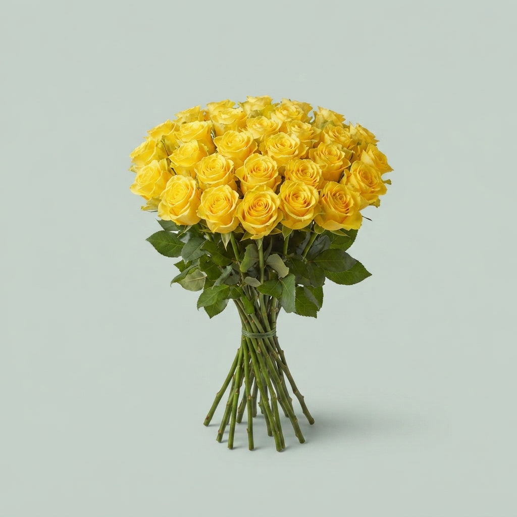 Rose - Rosa - Brighton