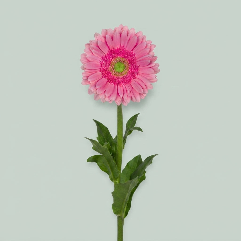 Gerbera - Gerbera - Glossy
