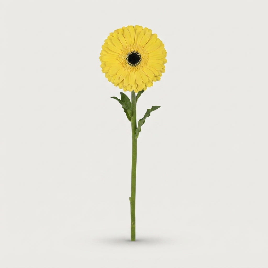 Gerbera - Gerbera - Don Leo