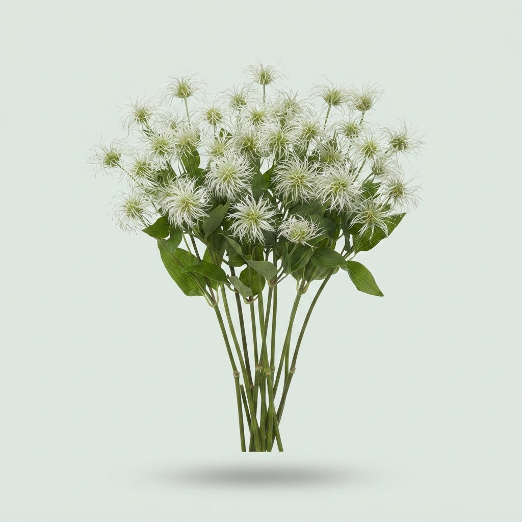 White Clematis ‘Amazing Kibo’ Cut Flowers – 60cm, 10 Stems
