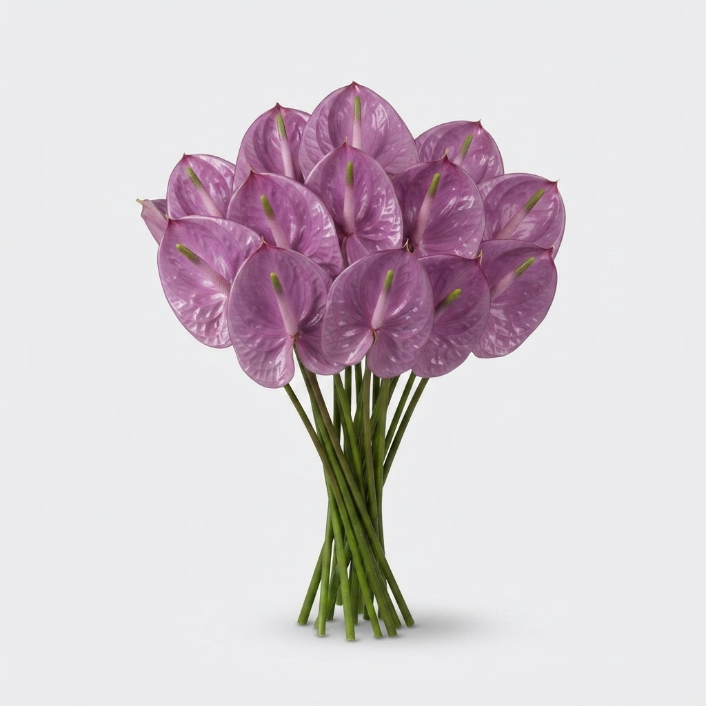 Purple Anthurium ‘Anthisiwa’ Cut Flowers – 35cm Stems