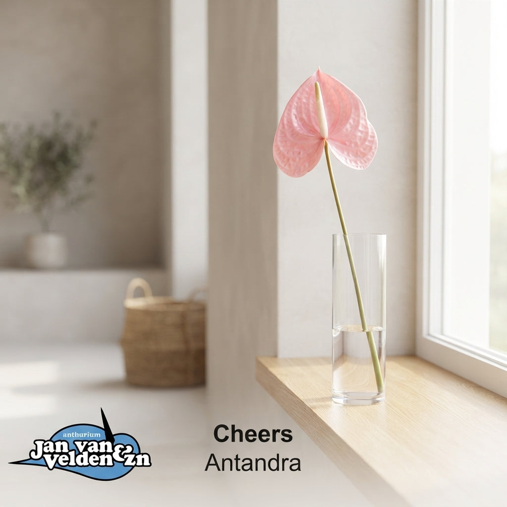 Pink Anthurium Antandra Cut Flowers – 55cm Stems