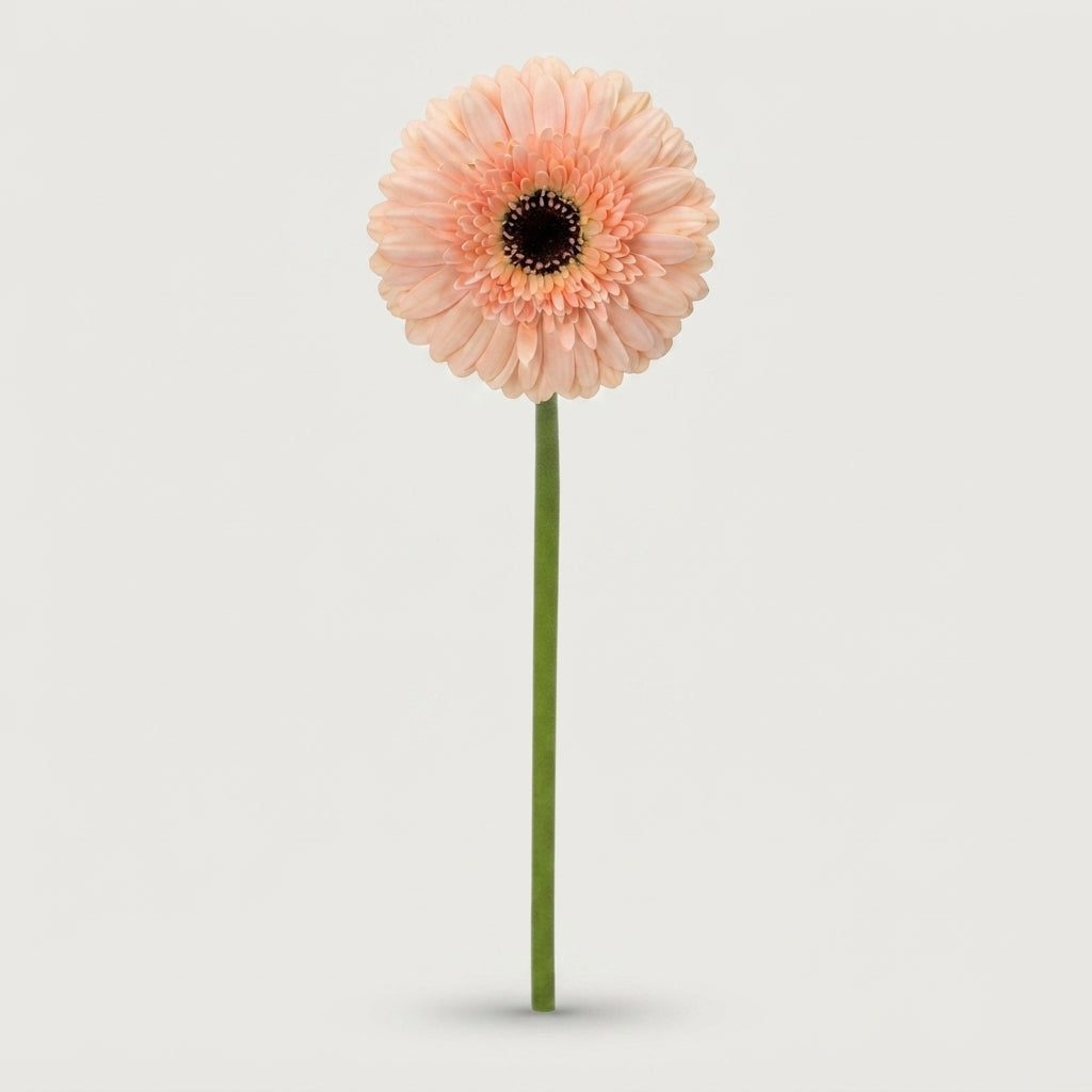 Gerbera - Cafe del Mar