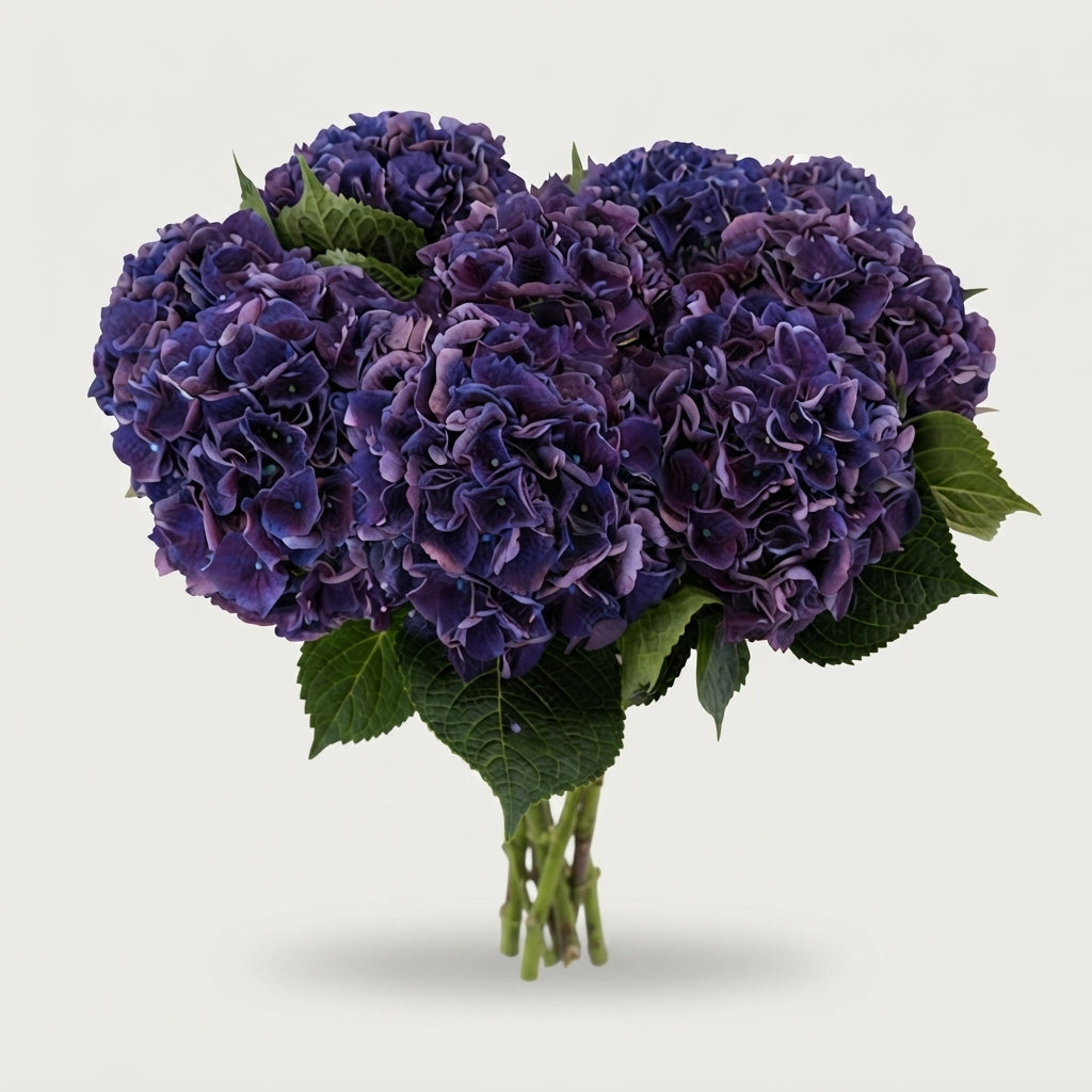 Hydrangea - Royal King