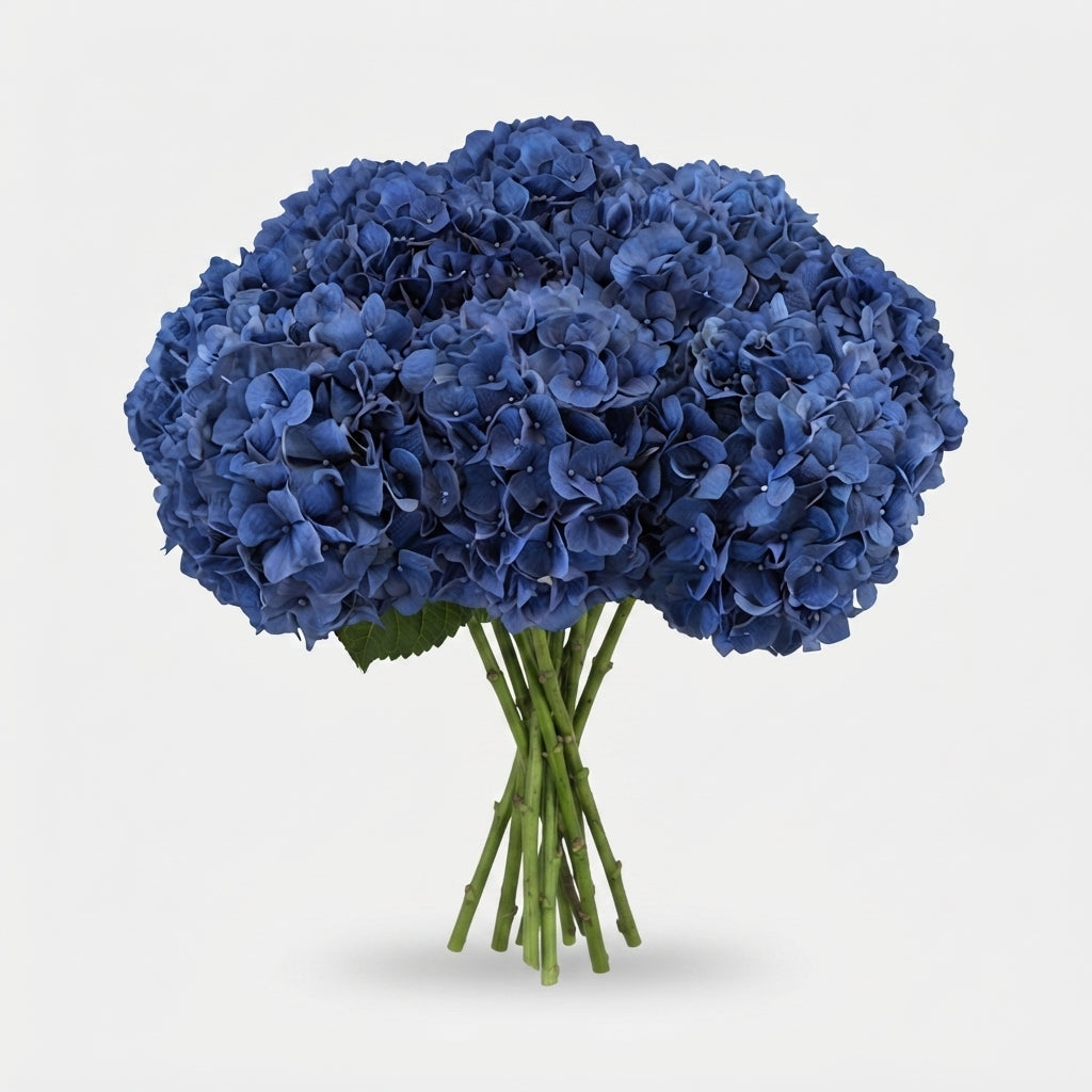 Hydrangea - Hydrangea - Pimpernel