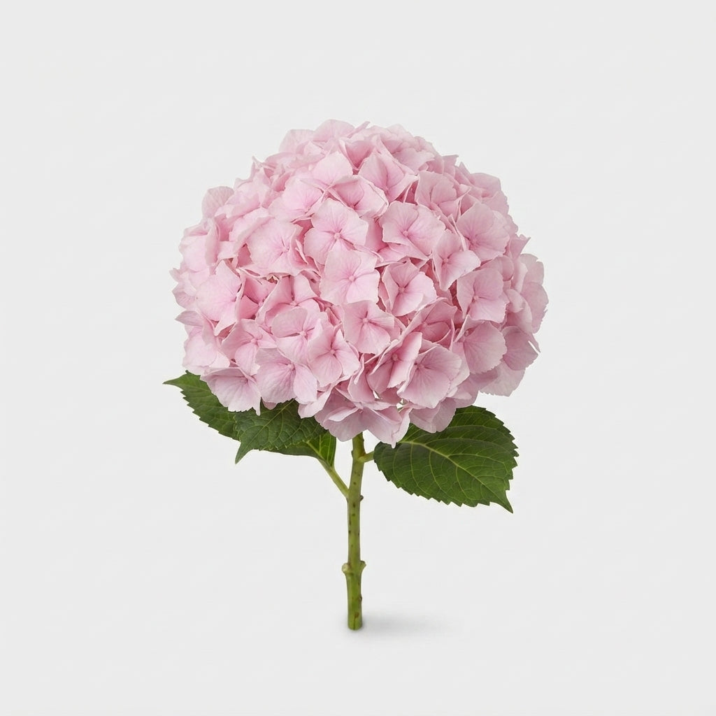 Hydrangea - Vienna
