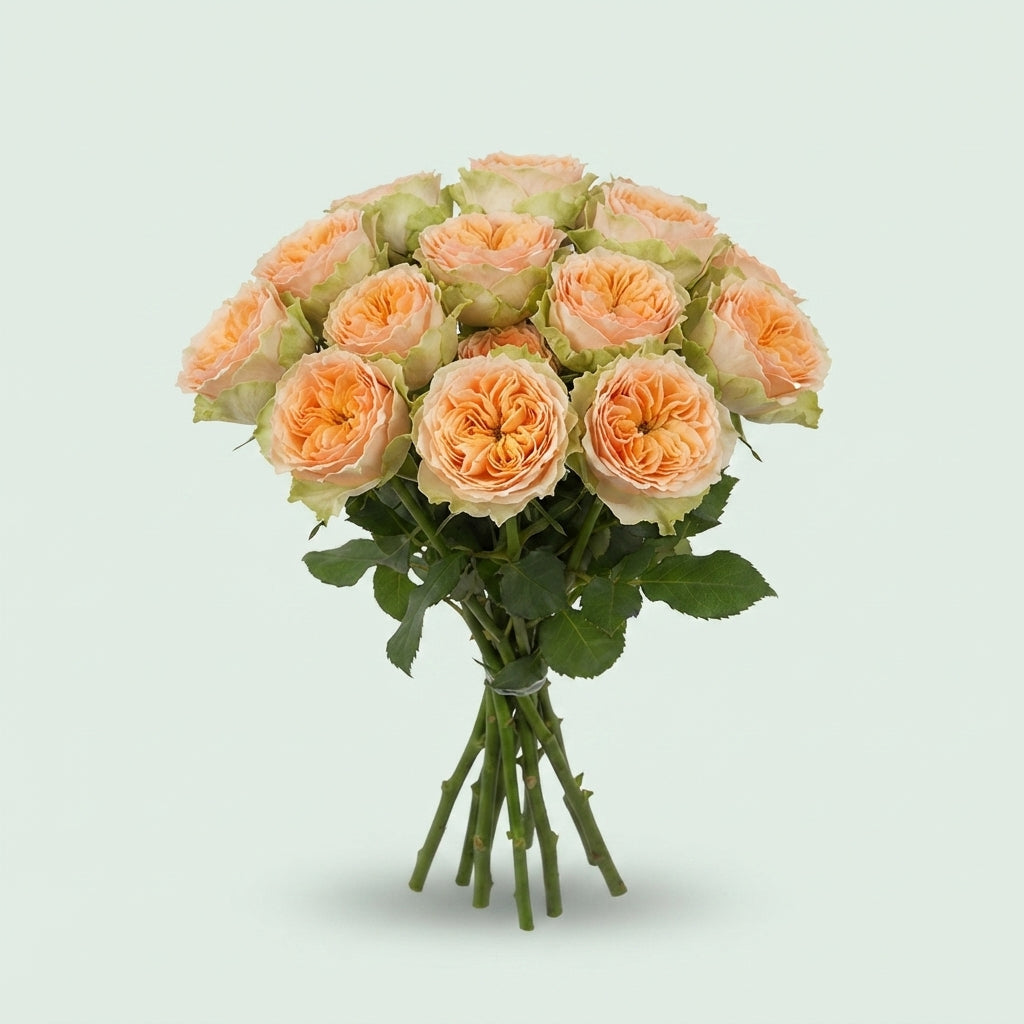 Spray Rose - Rosa - Holly