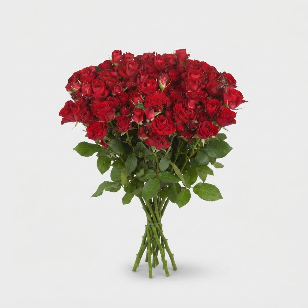 Spray Rose - Rosa - Dominica