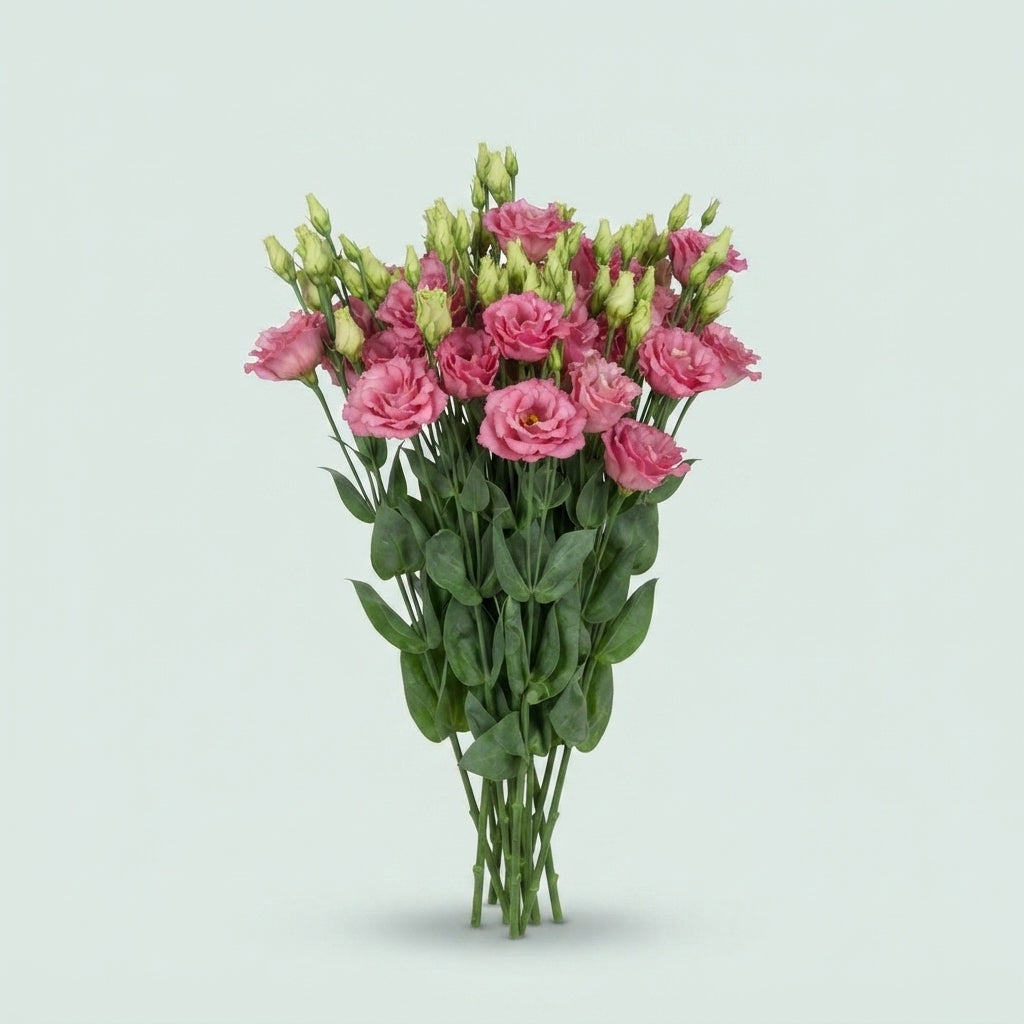 Lisianthus - Eustoma - Alissa Rose Pink