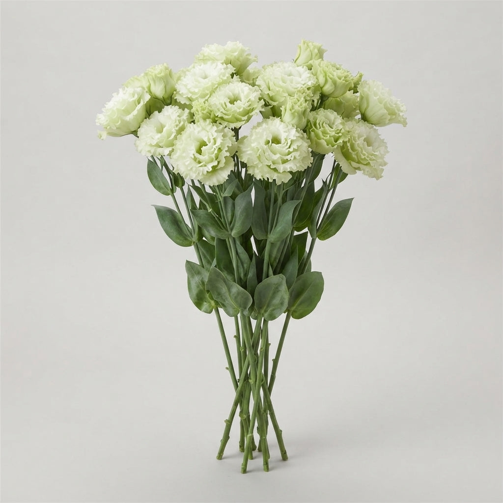Alissa Green Lisianthus Cut Flowers – 70cm, 10 Stems