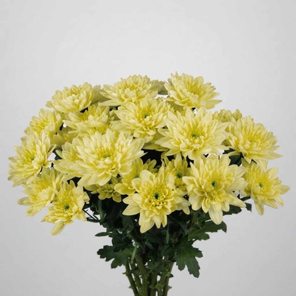 Spray Chrysanthemum - Chrysanthemum - Baltica Cream