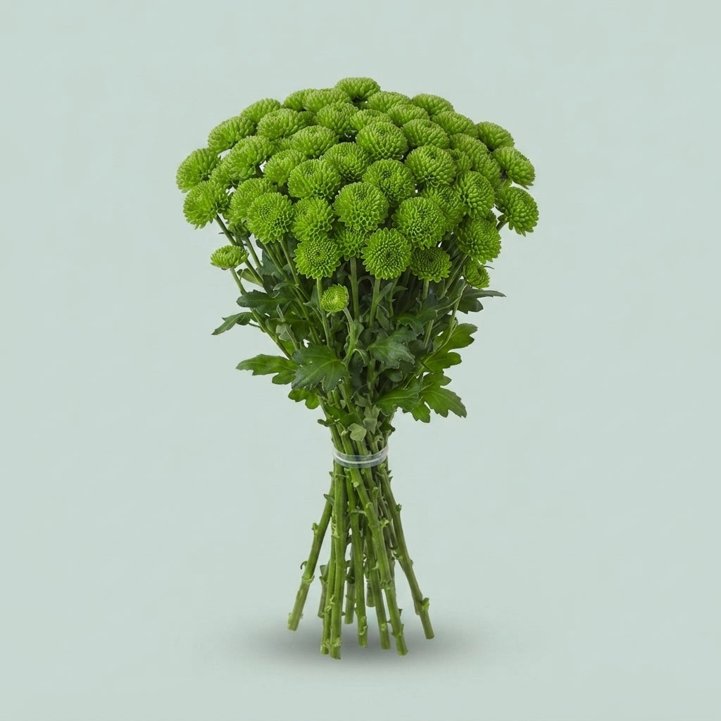Santini Chrysanthemum - Chrysanthemum - Fiscountry