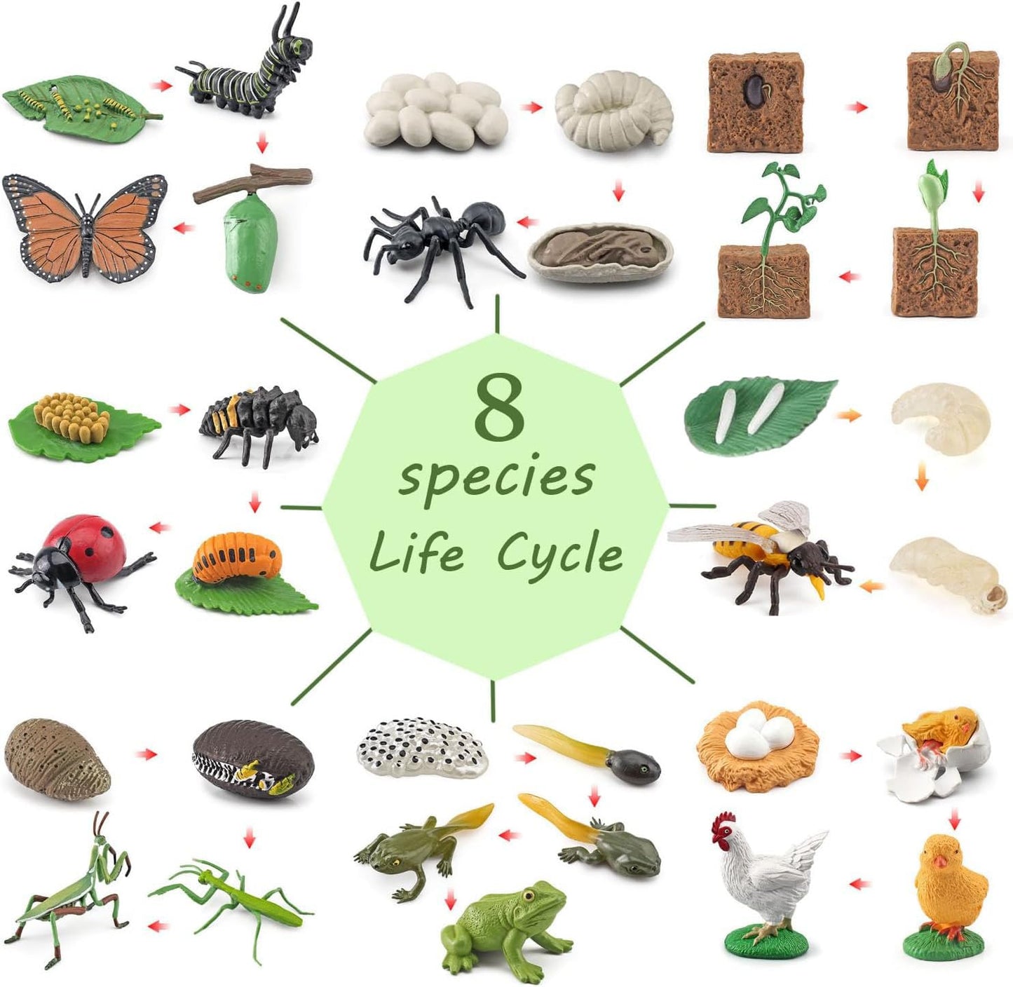 QuarenDen Life Cycle Animal Kit – 33-Piece Montessori Figurines for Kids 3+