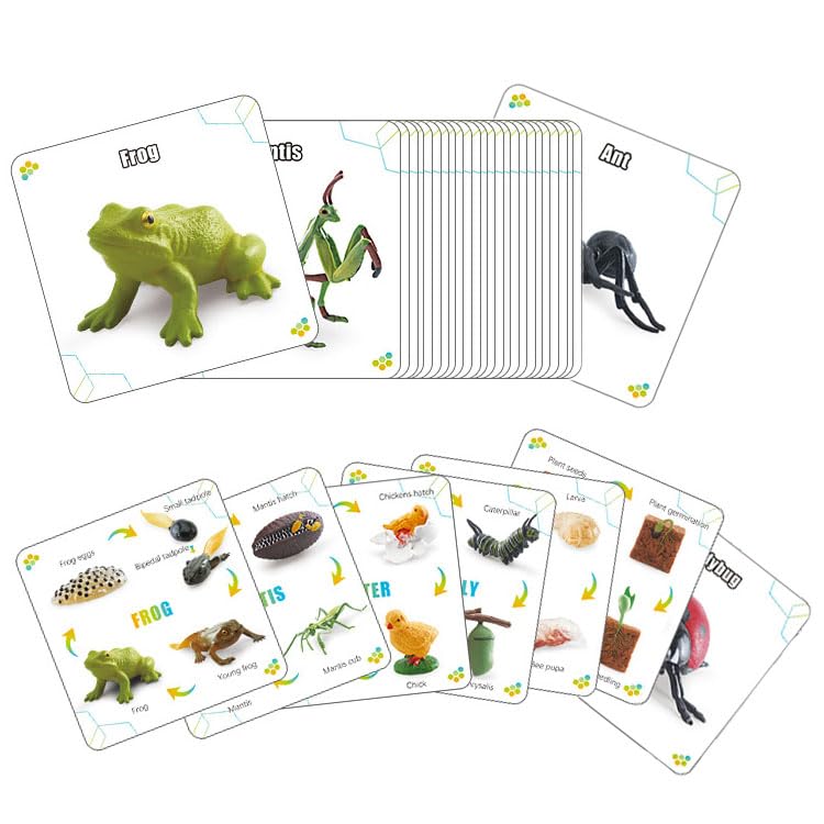 QuarenDen Life Cycle Animal Kit – 33-Piece Montessori Figurines for Kids 3+