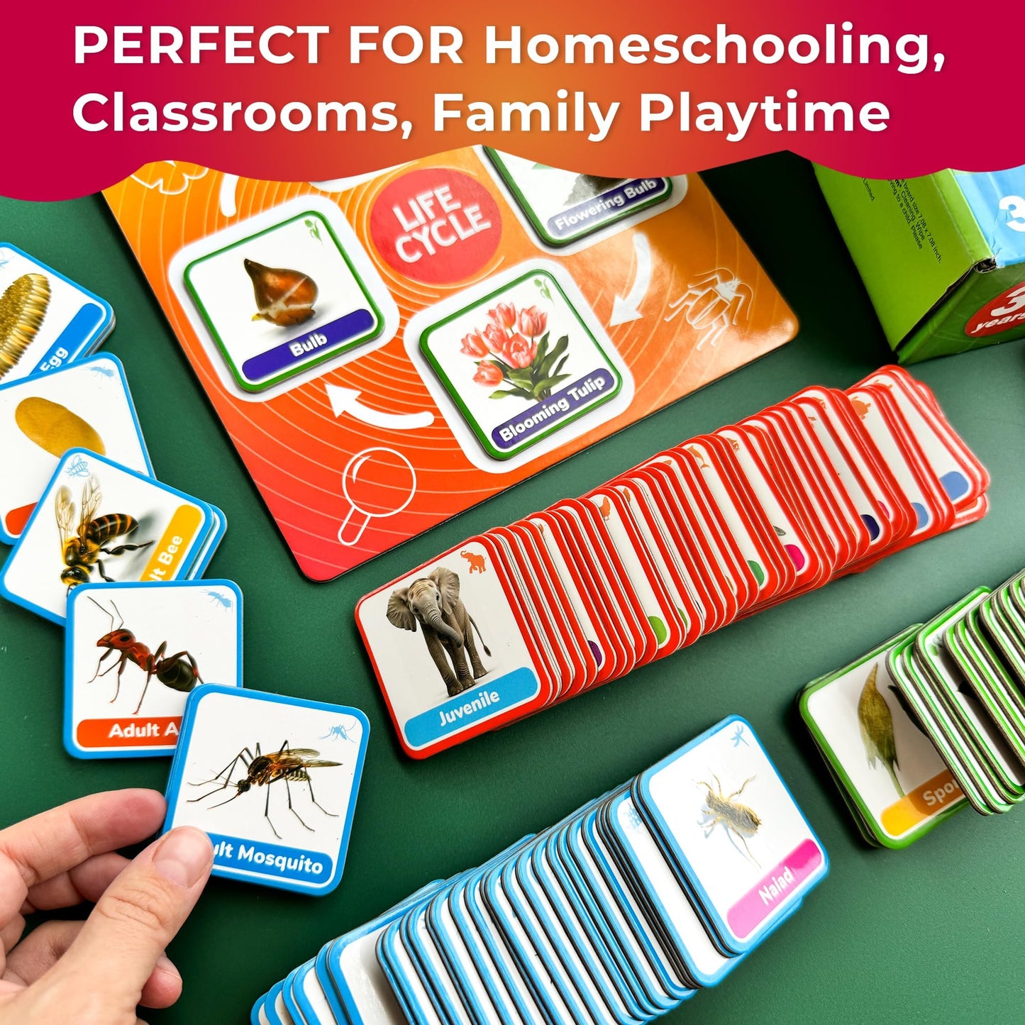 QUOKKA Life Cycle Kit Montessori – 120 Magnetic Cards for Toddler Science (Ages 2-4)