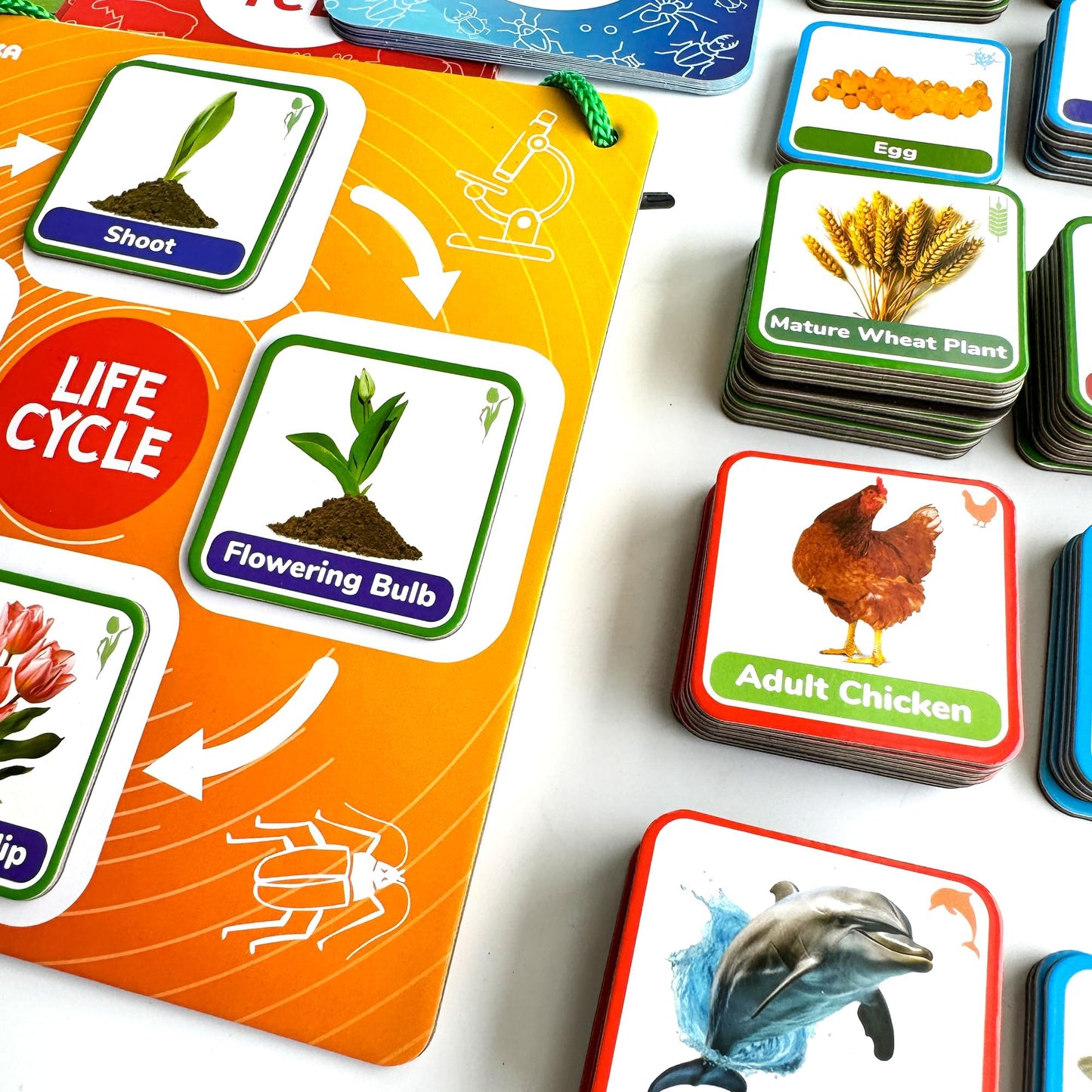 QUOKKA Life Cycle Kit Montessori – 120 Magnetic Cards for Toddler Science (Ages 2-4)