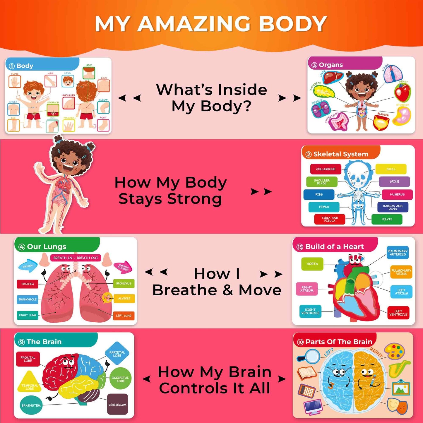 QUOKKA Human Body Busy Book for Kids 4-8 — Fully Assembled Montessori Anatomy Activities