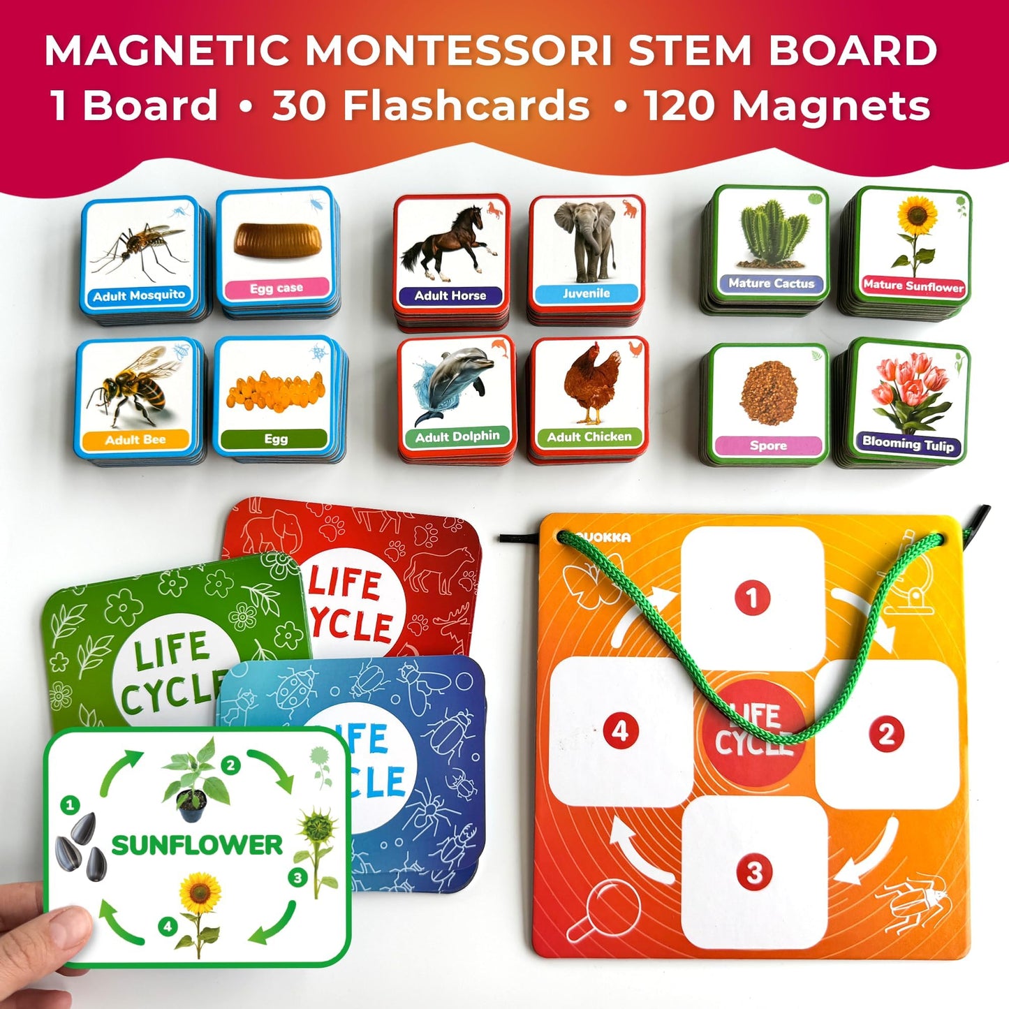 QUOKKA Life Cycle Kit Montessori – 120 Magnetic Cards for Toddler Science (Ages 2-4)