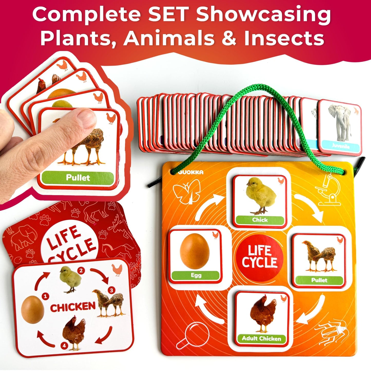 QUOKKA Life Cycle Kit Montessori – 120 Magnetic Cards for Toddler Science (Ages 2-4)