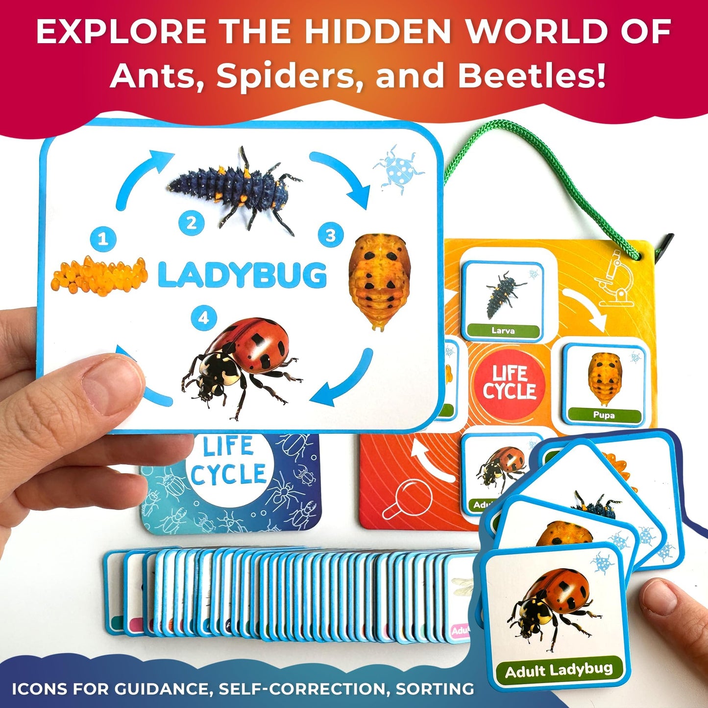 QUOKKA Life Cycle Kit Montessori – 120 Magnetic Cards for Toddler Science (Ages 2-4)