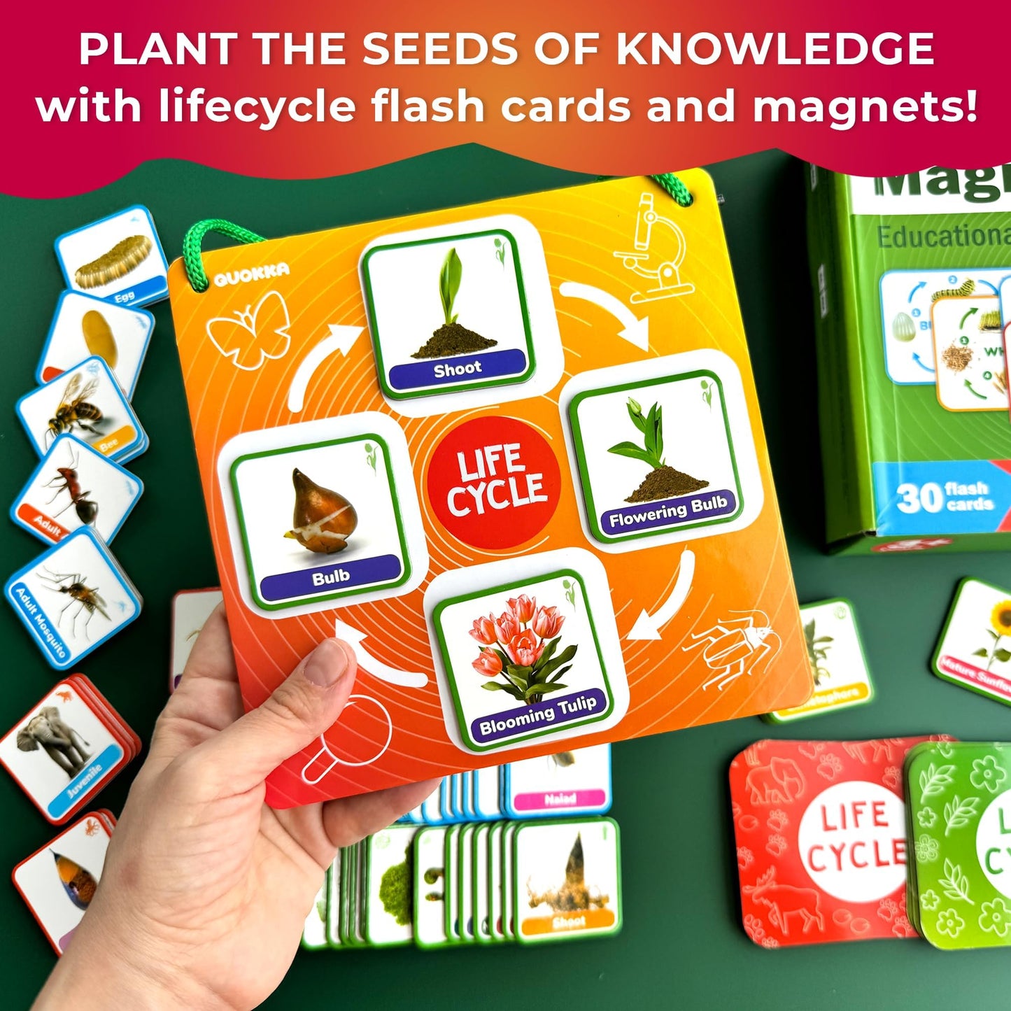 QUOKKA Life Cycle Kit Montessori – 120 Magnetic Cards for Toddler Science (Ages 2-4)