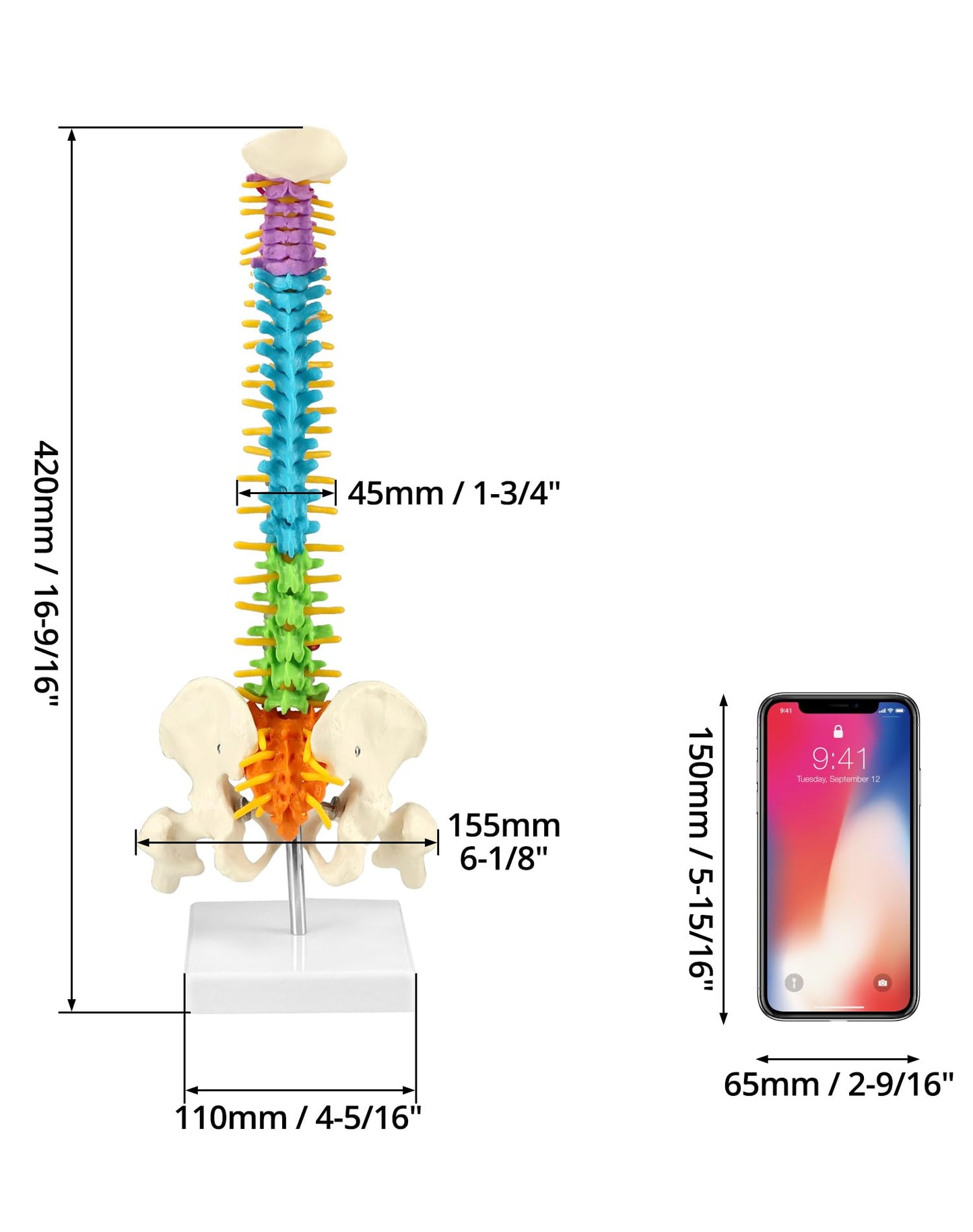 QWORK Flexible Spine Model with Nerves, Pelvis & Thighs – 45 cm, 1/2 Life Size for Anatomy Learning