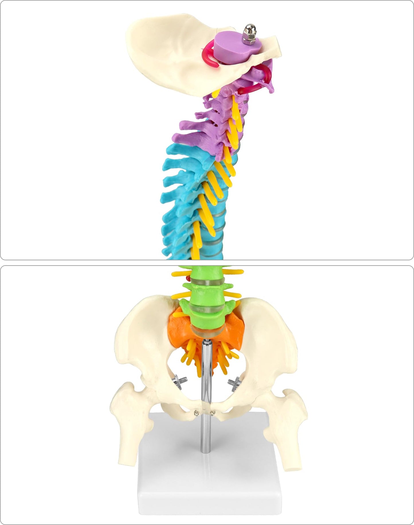 QWORK Flexible Spine Model with Nerves, Pelvis & Thighs – 45 cm, 1/2 Life Size for Anatomy Learning