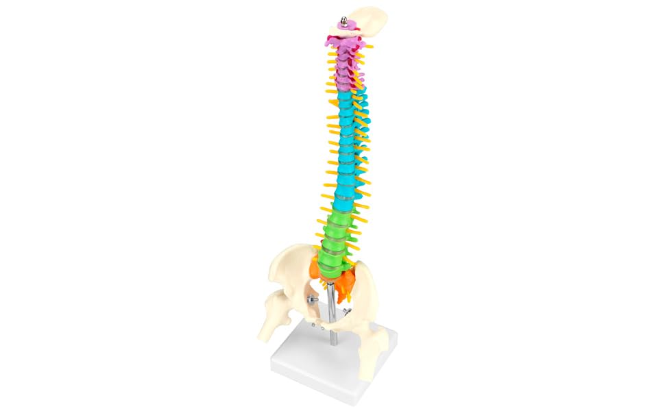 QWORK Flexible Spine Model with Nerves, Pelvis & Thighs – 45 cm, 1/2 Life Size for Anatomy Learning