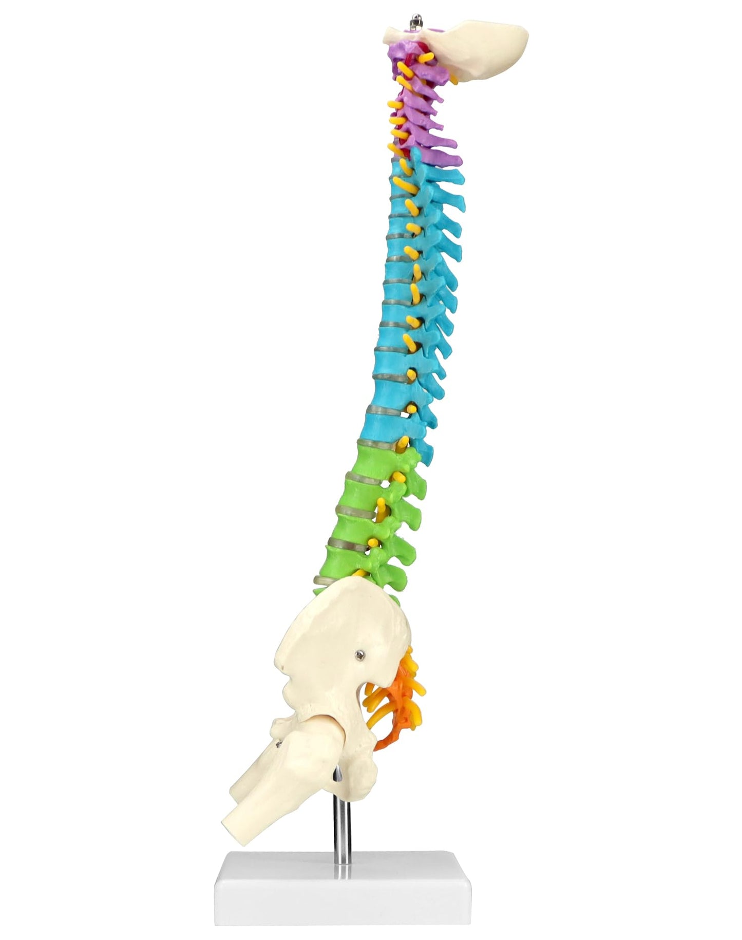 QWORK Flexible Spine Model with Nerves, Pelvis & Thighs – 45 cm, 1/2 Life Size for Anatomy Learning