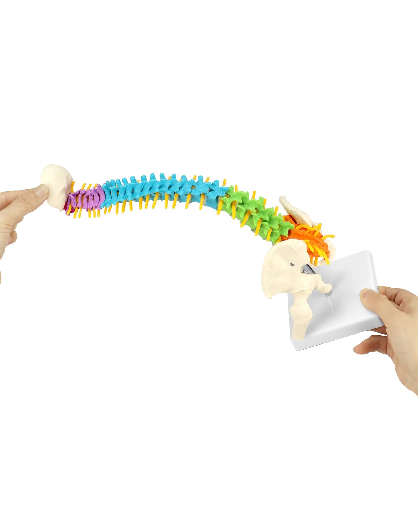 QWORK Flexible Spine Model with Nerves, Pelvis & Thighs – 45 cm, 1/2 Life Size for Anatomy Learning