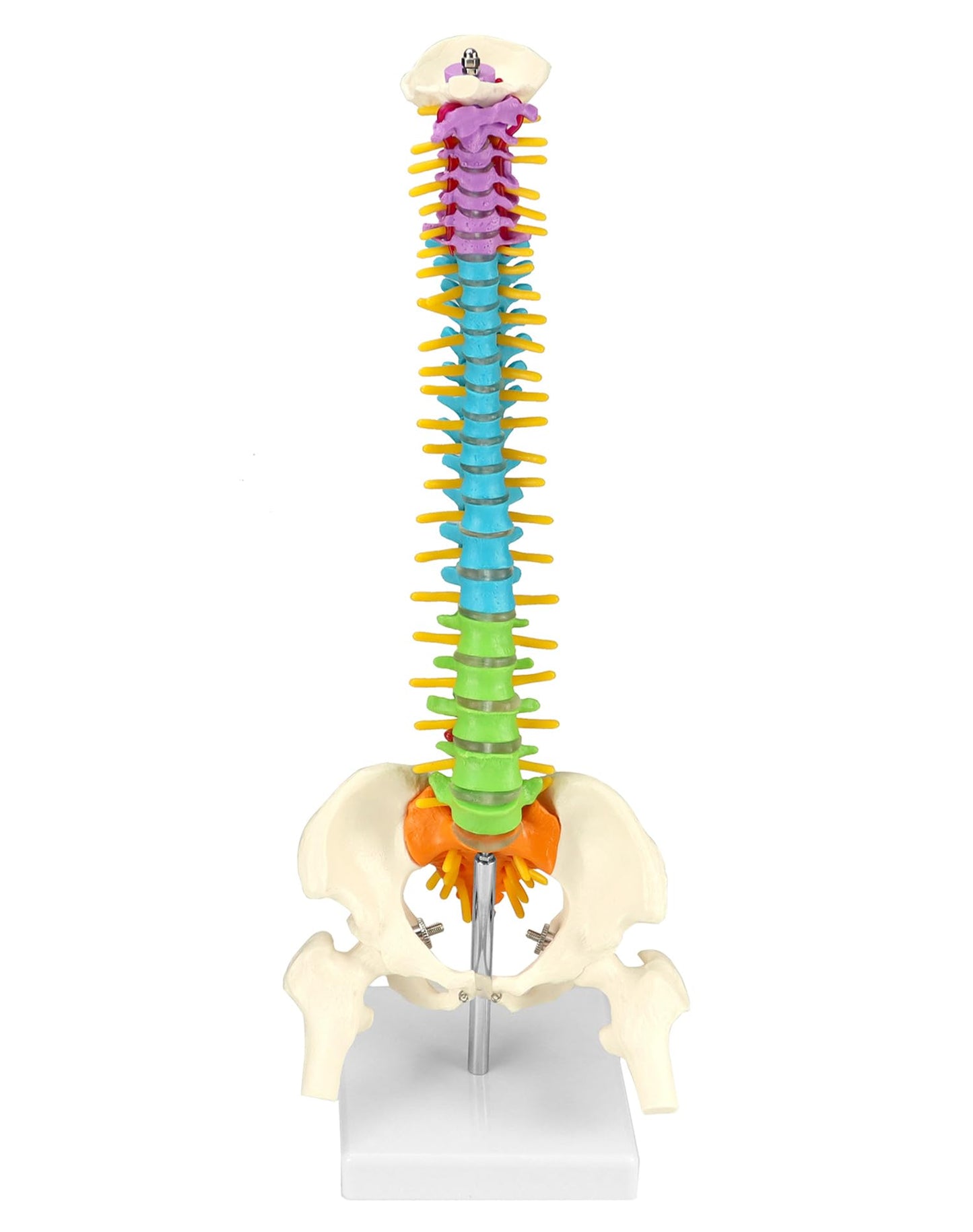 QWORK Flexible Spine Model with Nerves, Pelvis & Thighs – 45 cm, 1/2 Life Size for Anatomy Learning