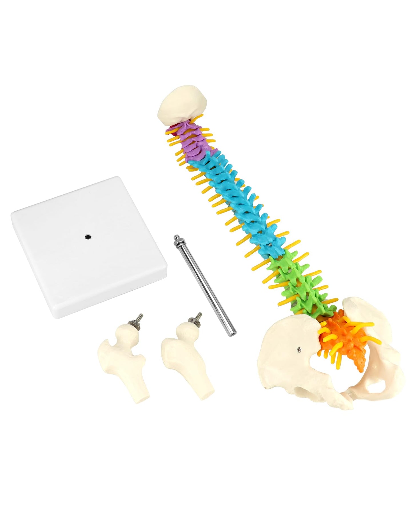 QWORK Flexible Spine Model with Nerves, Pelvis & Thighs – 45 cm, 1/2 Life Size for Anatomy Learning