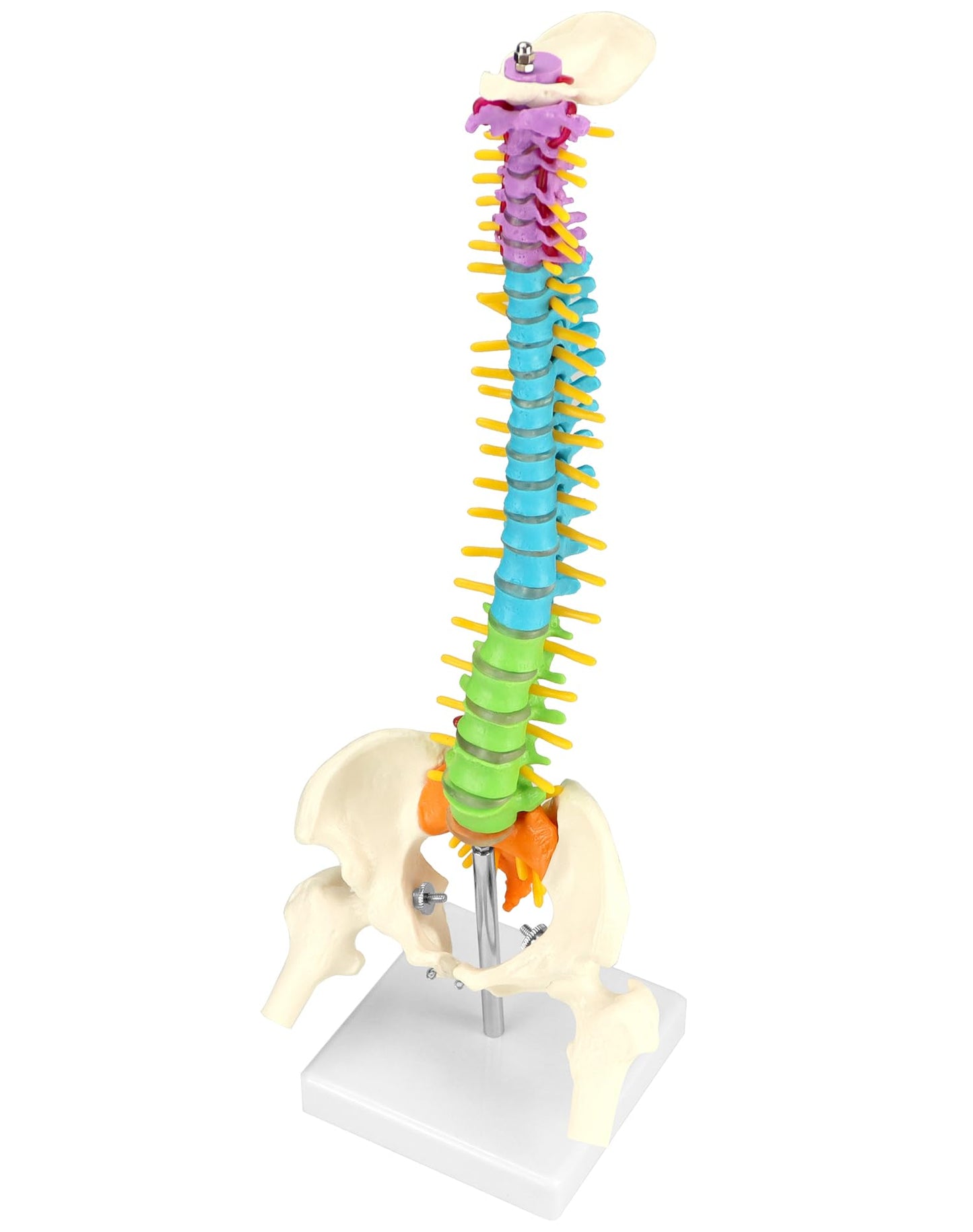 QWORK Flexible Spine Model with Nerves, Pelvis & Thighs – 45 cm, 1/2 Life Size for Anatomy Learning