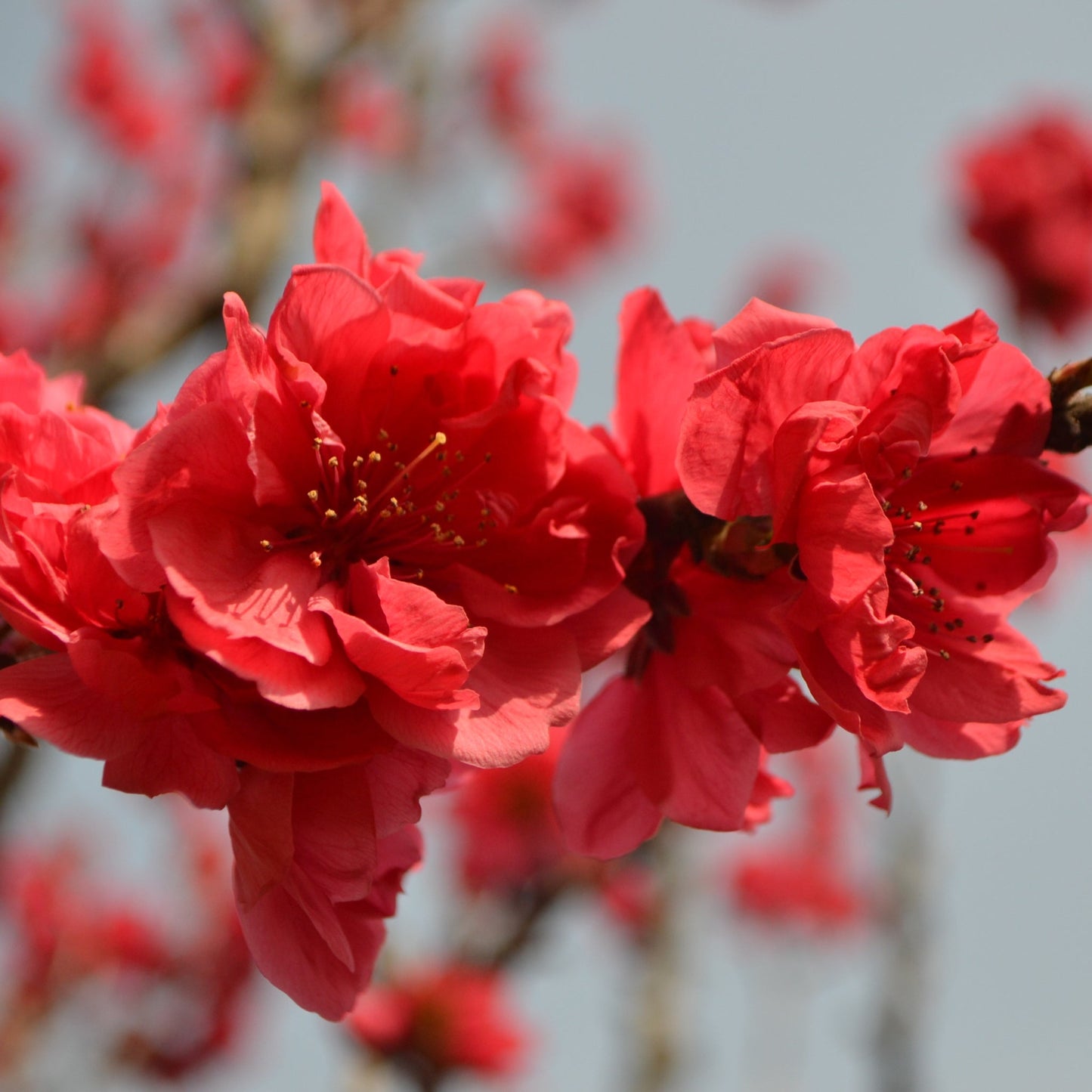Prunus Persica (Peach) 'Red Peachy' Dwarf Blossom Tree 80-90cm