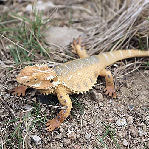 Rich Boxer 5'' Lizard Figurine – Home Decor & Gift for Reptile Lovers
