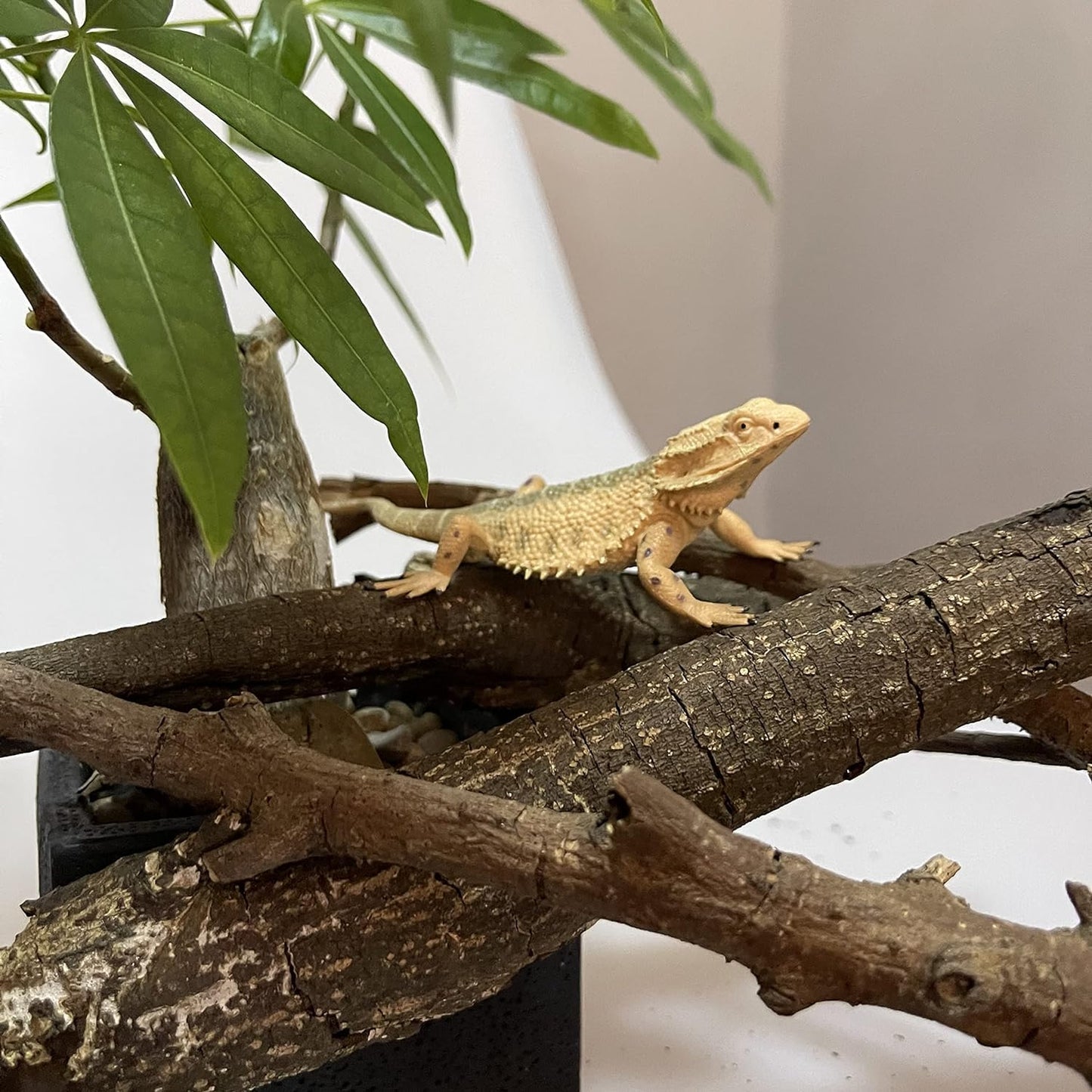 Rich Boxer 5'' Lizard Figurine – Home Decor & Gift for Reptile Lovers